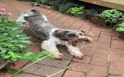 Schnoodle dogs for stud: STUNNING CHOC/WHITE MIN SCHNAUZER AT STUD in Coventry - Image 2