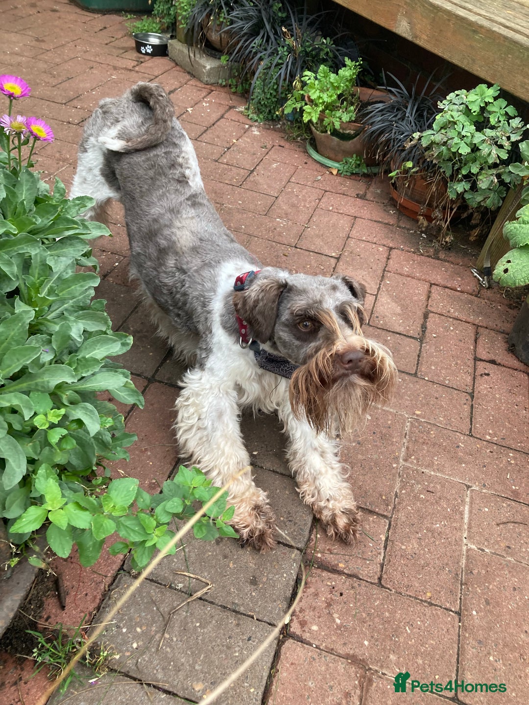 Schnoodle dogs for stud: STUNNING CHOC/WHITE MIN SCHNAUZER AT STUD in Coventry - Image 2
