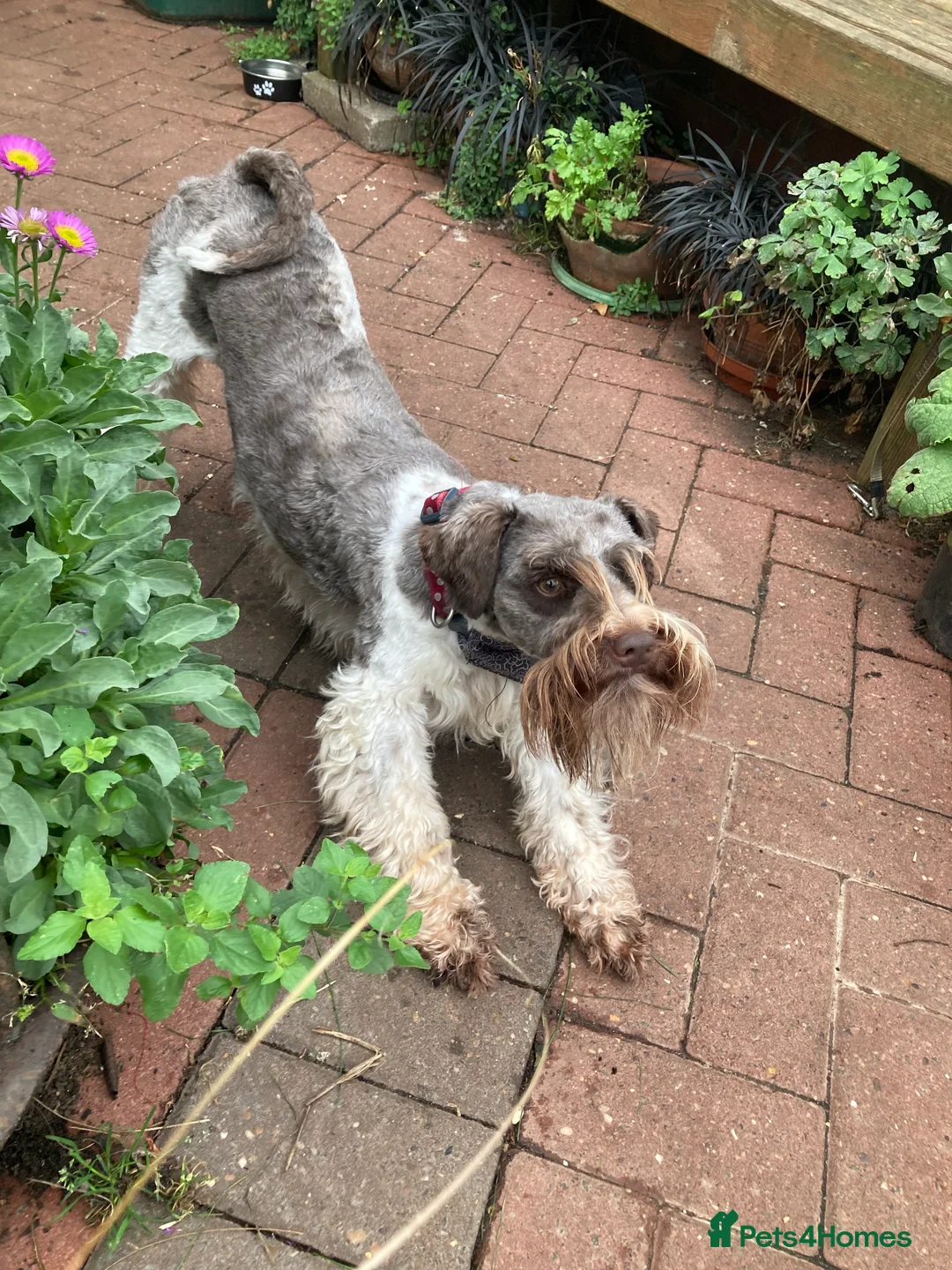 Schnoodle dogs for stud: STUNNING CHOC/WHITE MIN SCHNAUZER AT STUD in Coventry - Advert 2