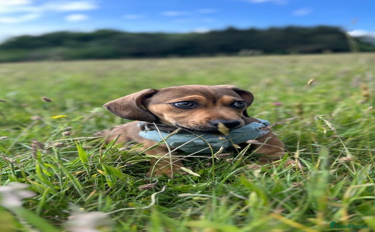 Mixed Breed dogs - Advert 13