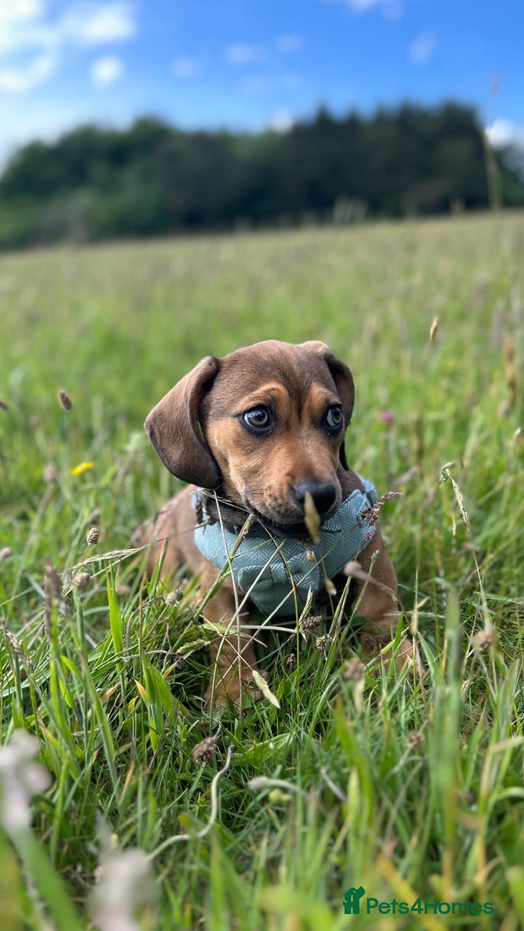 Mixed Breed dogs for sale: Dachshund  - Image 1