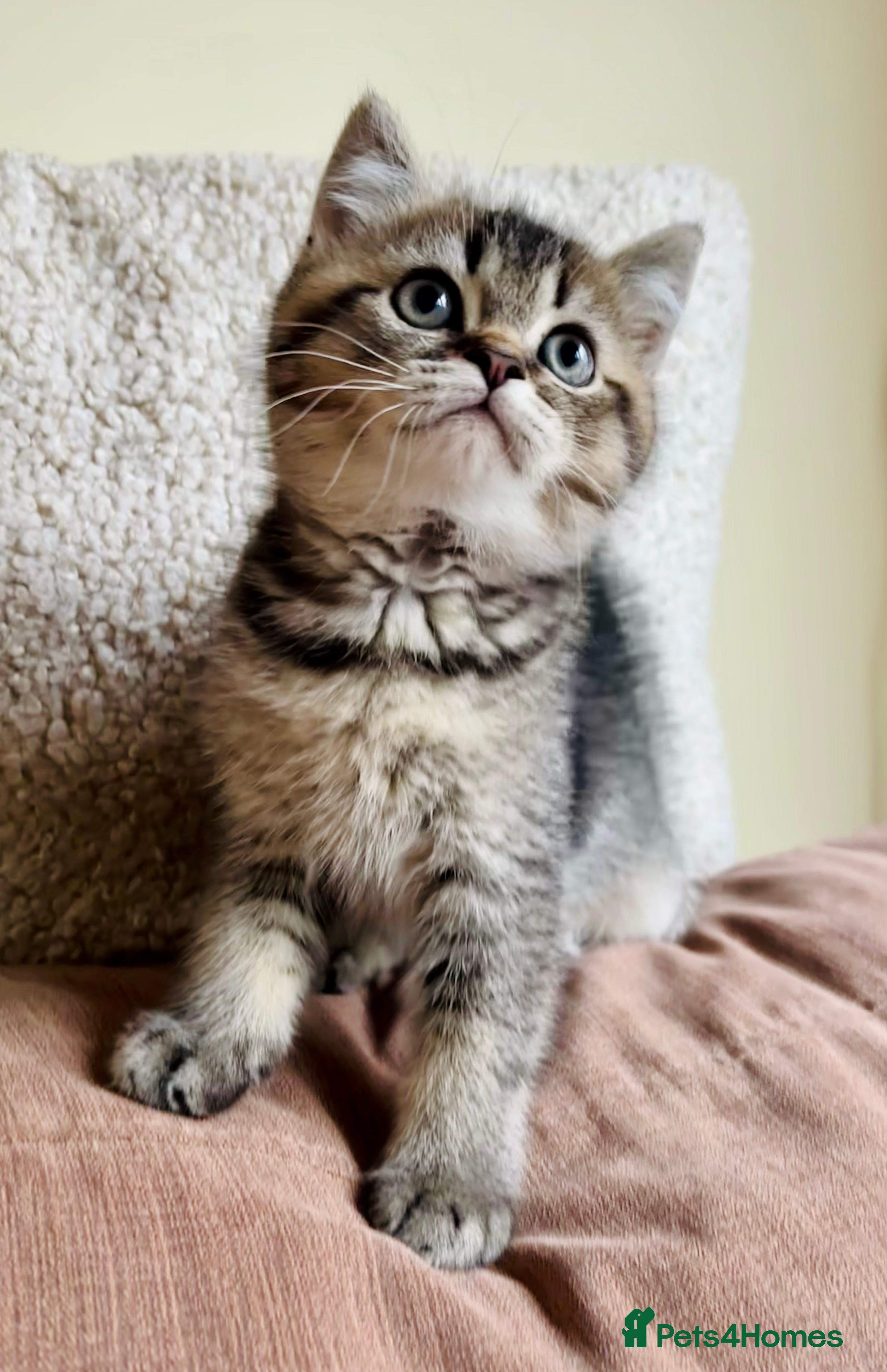 Scottish Fold cats 🌟🌟🌟🌟🌟Pedigree Scottish Fold Kittens - Advert 13