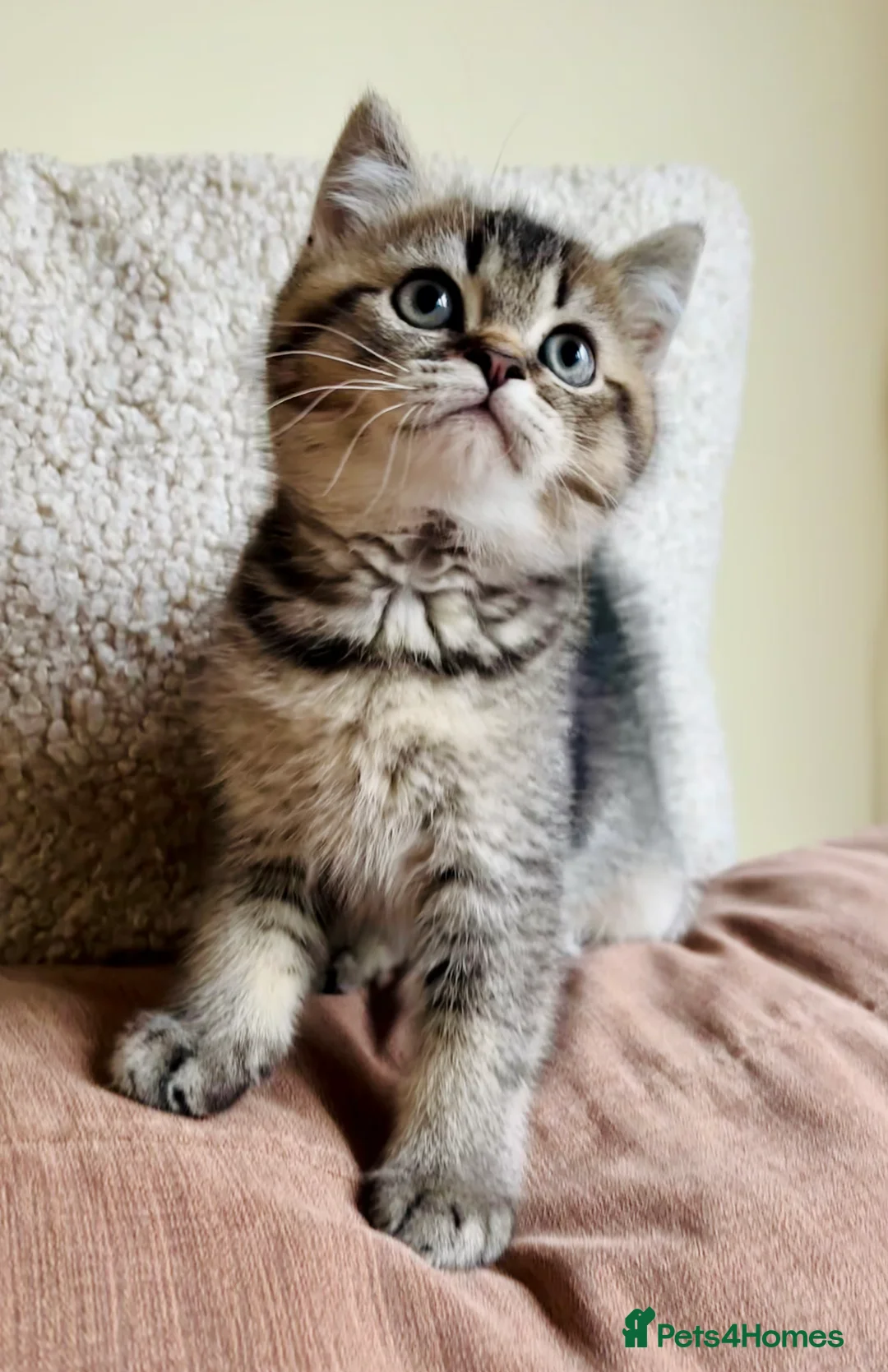 Scottish Fold cats for sale: 🌟🌟🌟🌟🌟Pedigree Scottish Fold Kittens - Advert 1