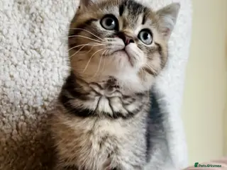 Scottish Fold cats 🌟🌟🌟🌟🌟Pedigree Scottish Fold Kittens - Advert 13