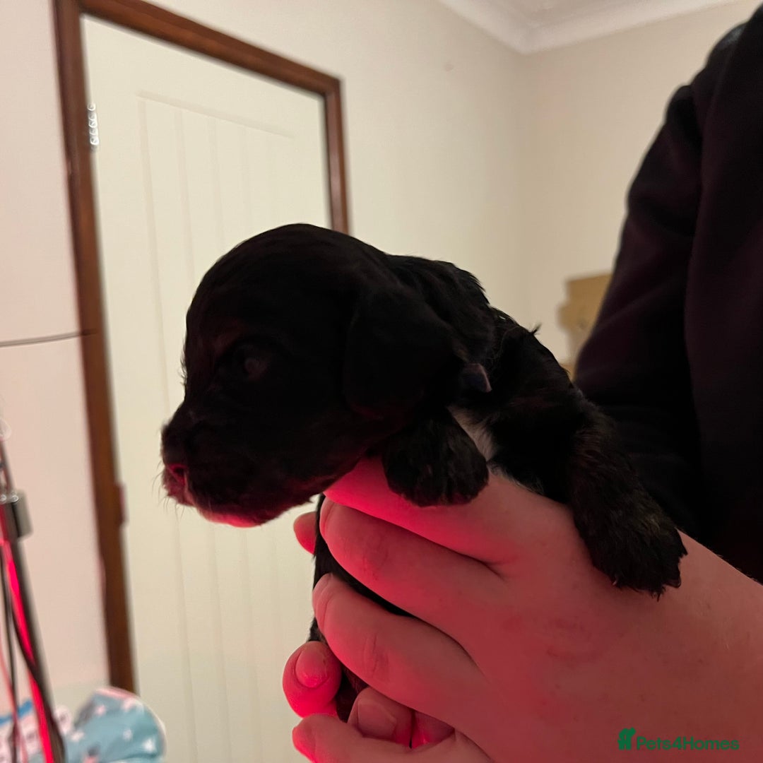 Cockapoo dogs for sale: F1b Cockerpoo puppies. - Image 18