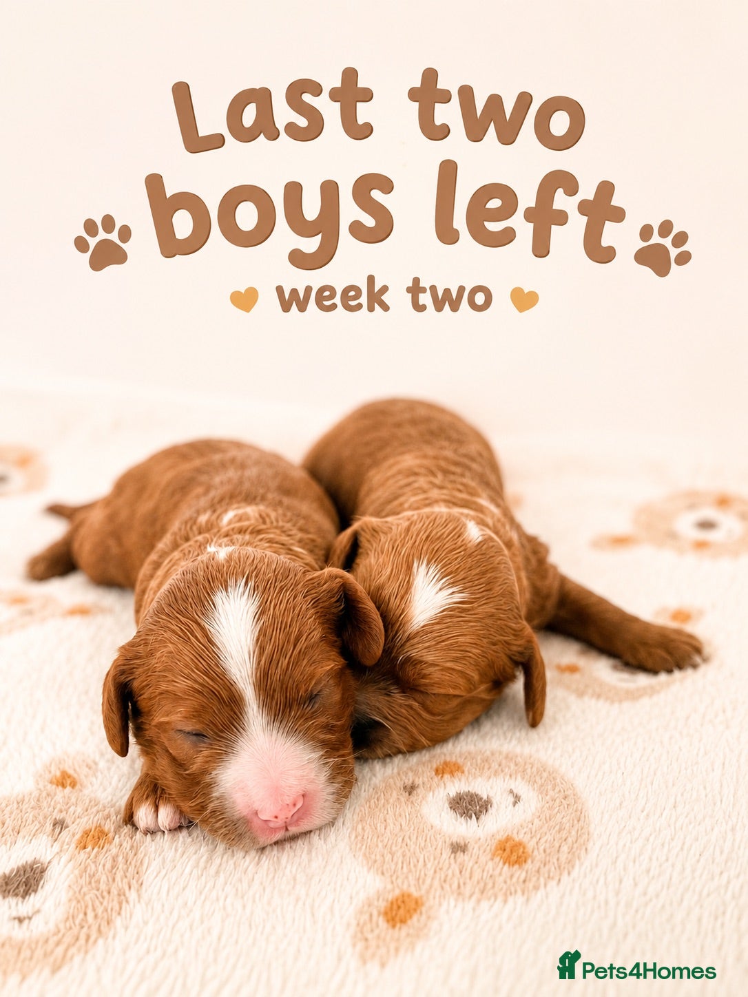 Cavapoo dogs 🧸F1  cavapoos – Ethical Licensed Breeder🧸 - Advert 1