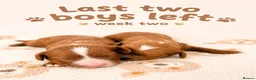 Cavapoo dogs for sale: 🧸F1  cavapoos – Ethical Licensed Breeder🧸 - Advert 1