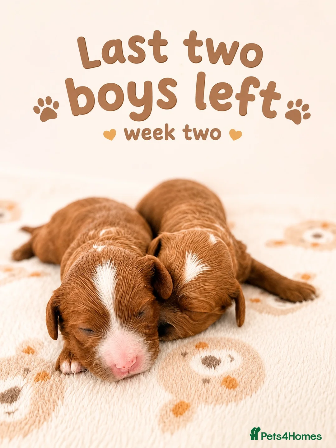 Cavapoo dogs for sale: 🧸F1  cavapoos – Ethical Licensed Breeder🧸 - Advert 1