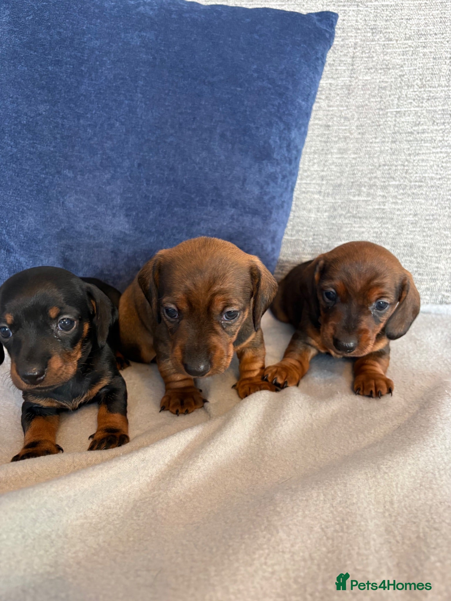 Miniature Dachshund dogs for sale: Beautiful Miniature Dachshund Puppies - Advert 1