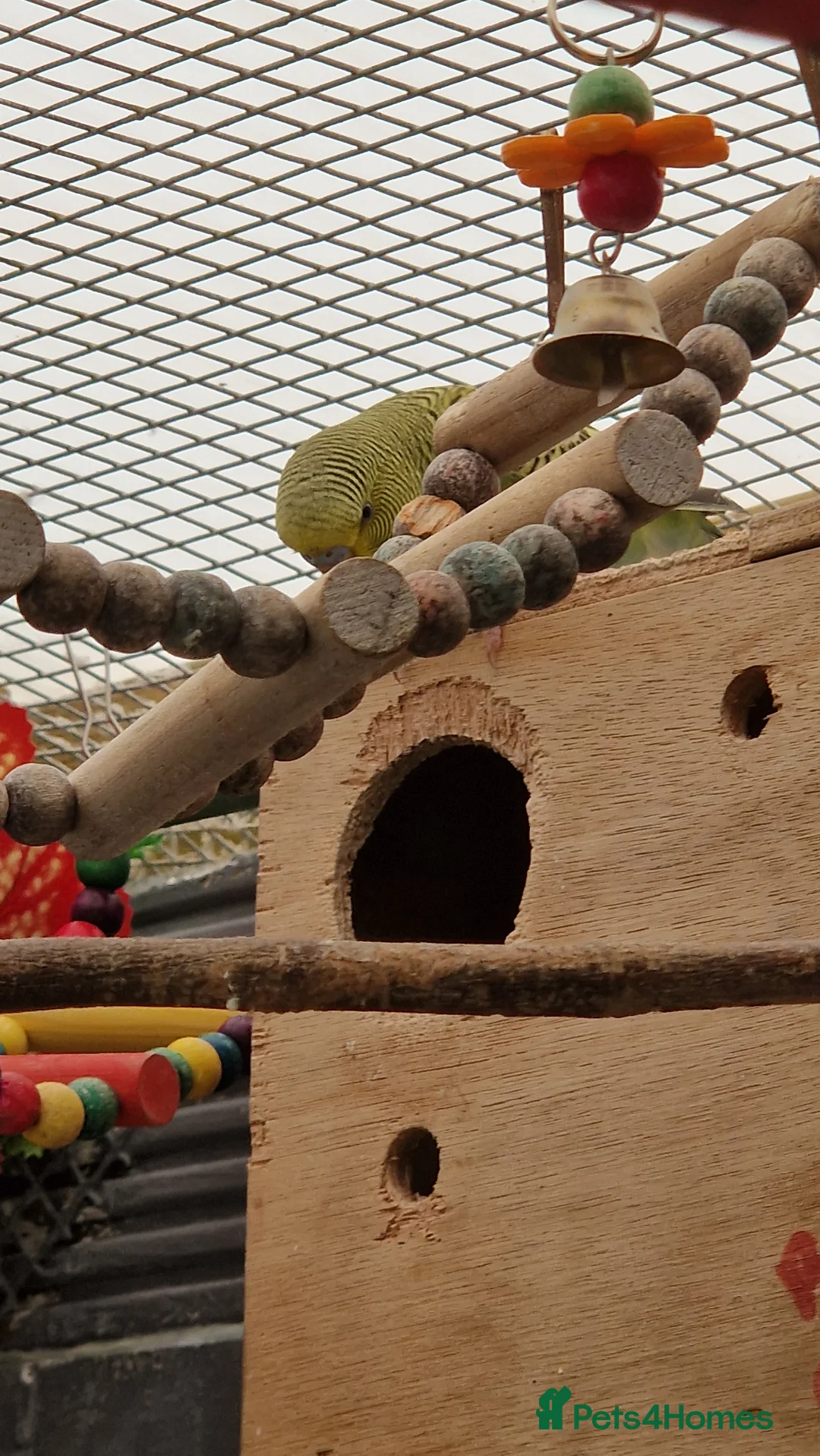 Budgerigars birds for sale: 2x female budgies 12 weeks old ready now - Advert 9