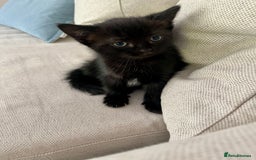 Ragdoll cats for sale: Beautiful affectionate friendly ragdoll x tuxedo - Image 12