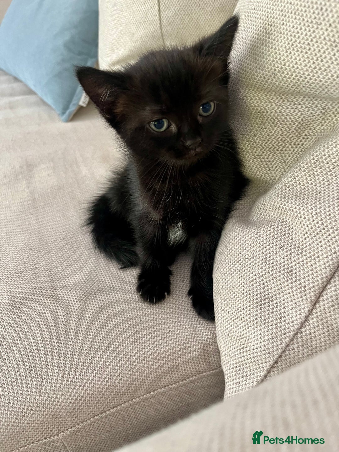 Ragdoll cats for sale: Beautiful affectionate friendly ragdoll x tuxedo - Image 12