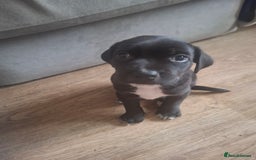 Mixed Breed dogs for sale: 2 boy 2 girls springer mixed with staff puppys - Image 4