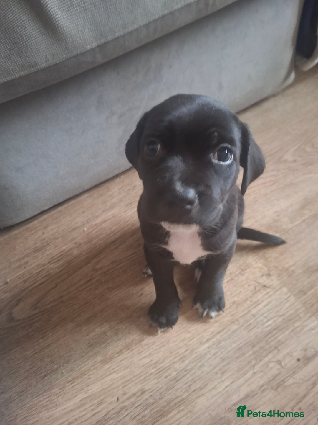 Mixed Breed dogs for sale: 2 boy 2 girls springer mixed with staff puppys - Image 4