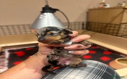 Miniature Dachshund dogs for sale: Miniature Dachshund puppies  - Image 3