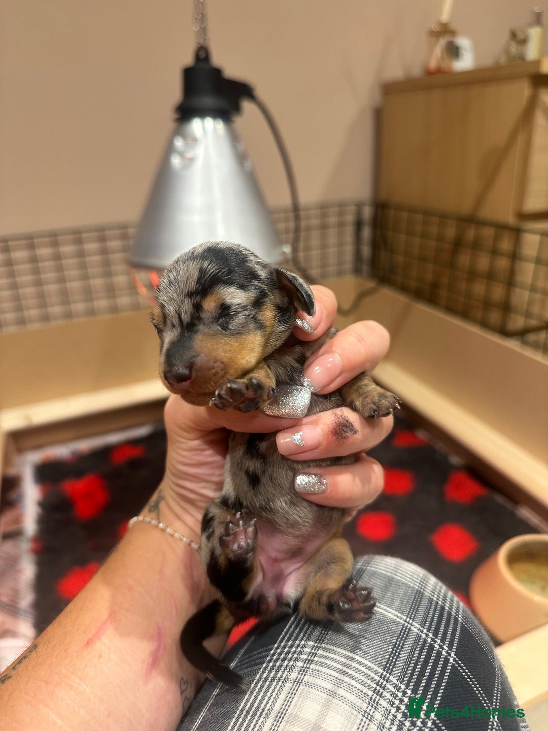 Miniature Dachshund dogs for sale: Miniature Dachshund puppies  - Image 3