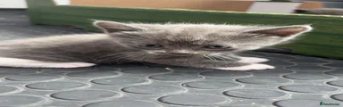 Domestic Shorthair 1 (grey)