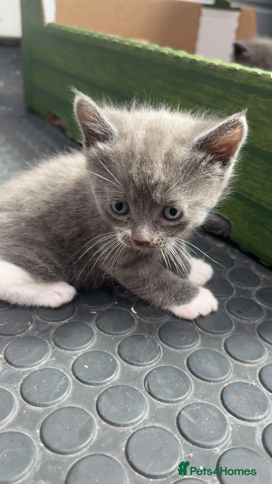 Domestic Shorthair cats for sale: Three lovely kittens looking for homes! - Advert 2