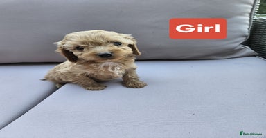 Cavapoo dogs - Advert 3