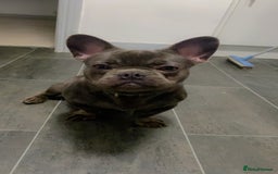 French Bulldog dogs for sale: Frenchi with fluffy frenchi genes  - Image 1