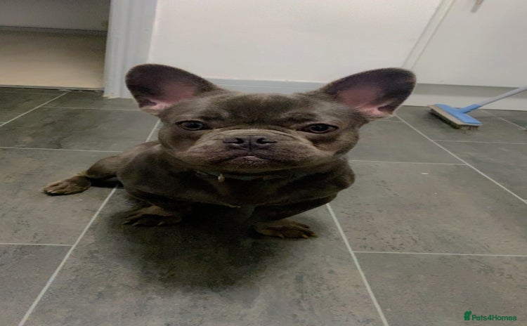 French Bulldog dogs - Advert 1