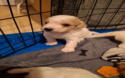 Cockapoo dogs for sale: Mr cassidy - Image 25