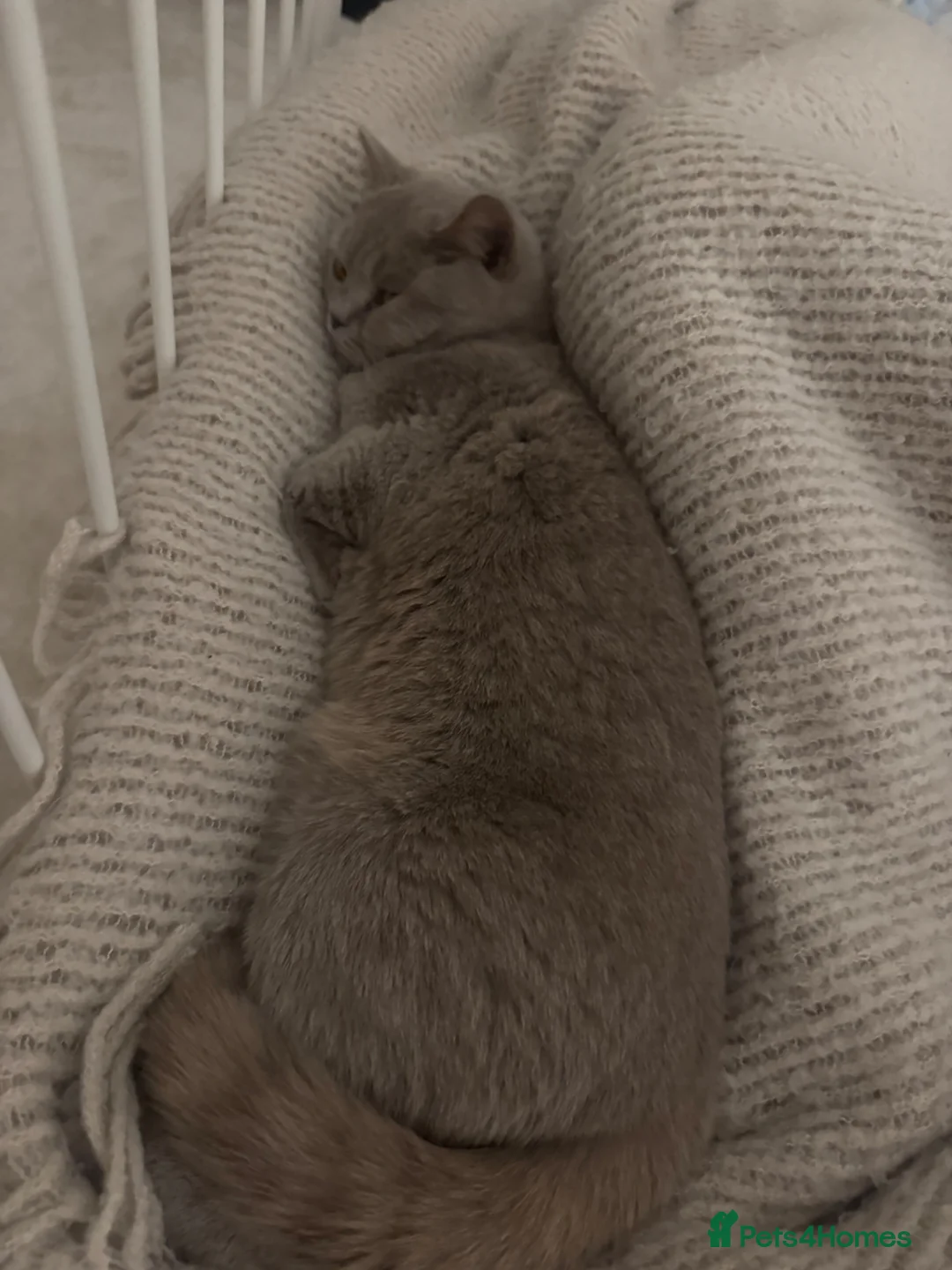 British Shorthair cats for sale: Lilac British short hair 2 years (lila) - Advert 6