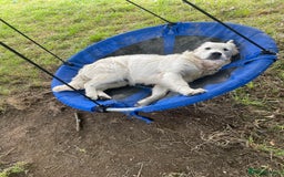 Golden Retriever dogs for sale: Superb KC Golden Retriever show type - Image 7