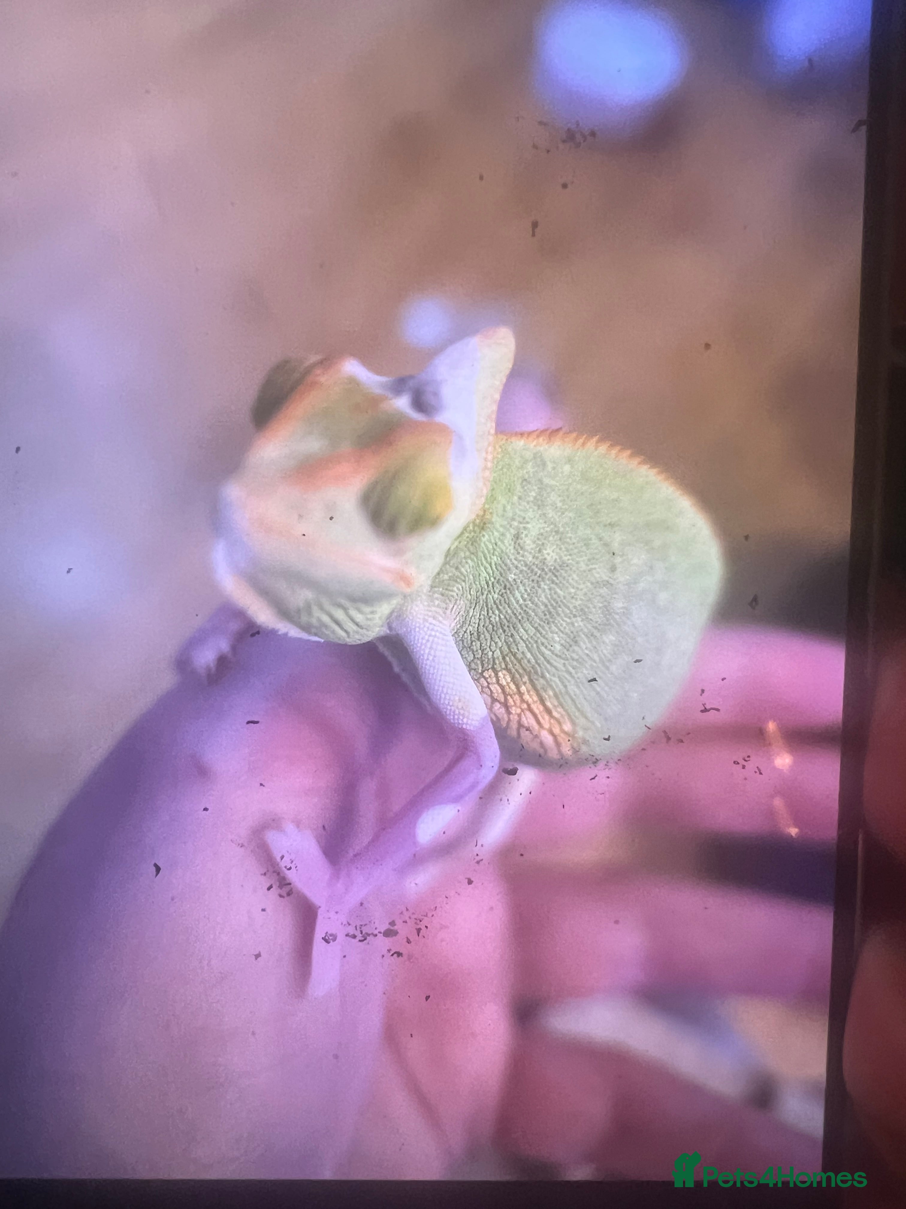 Chameleon reptiles Male veilled chameleon pied  - Advert 1