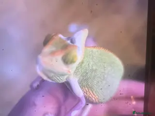 Chameleon reptiles Male veilled chameleon pied - Advert 1