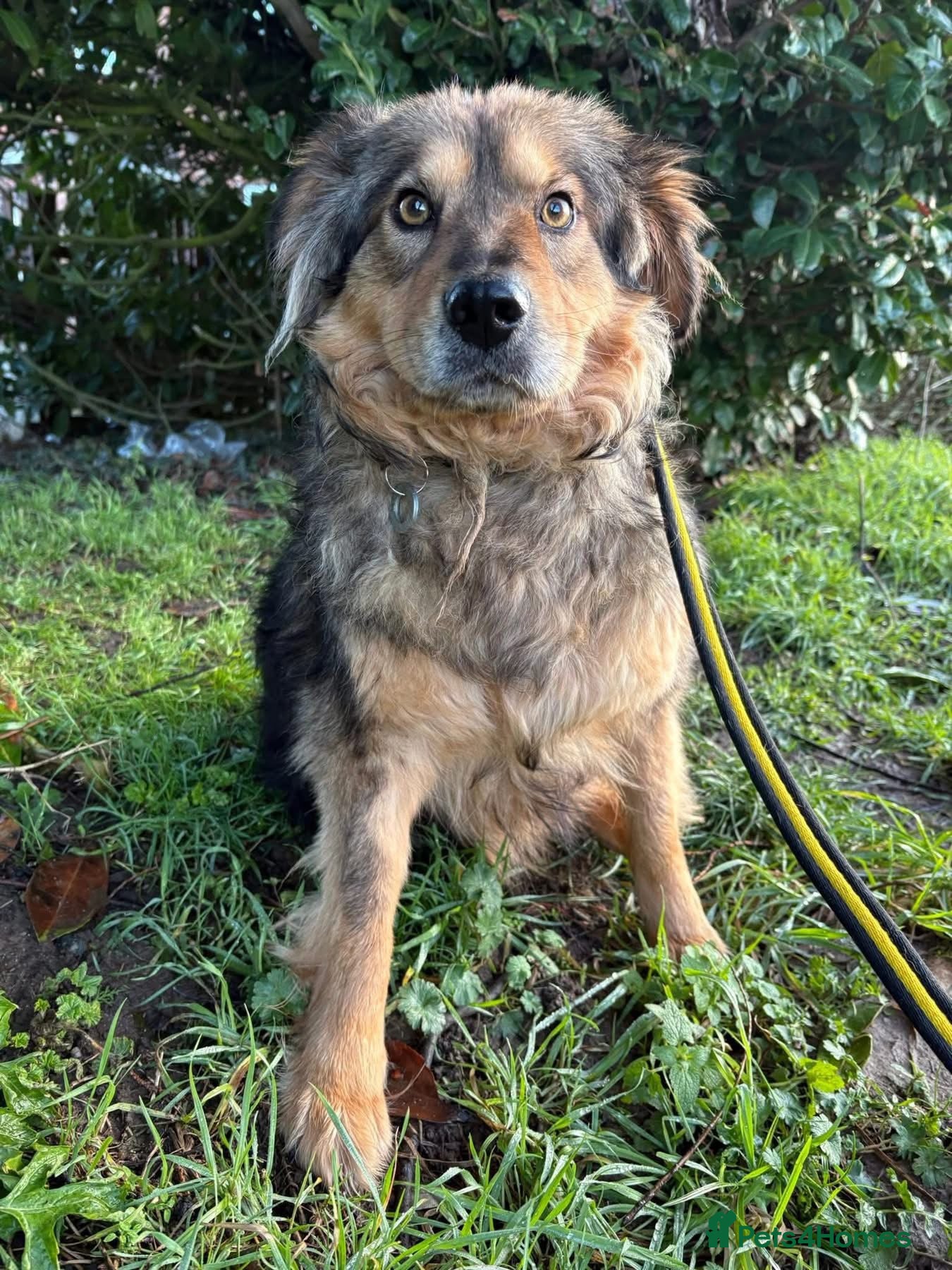 Mixed Breed dogs Paul - Norwich Norfolk  - Advert 1