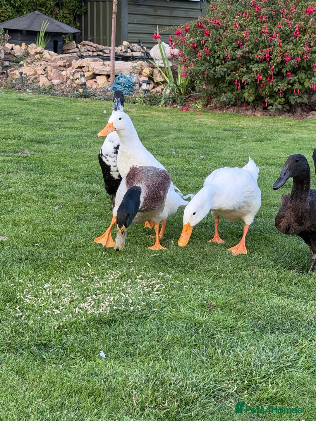 Ducks poultry for sale: Free 5 variety of walking ducks 🦆  - Advert 2