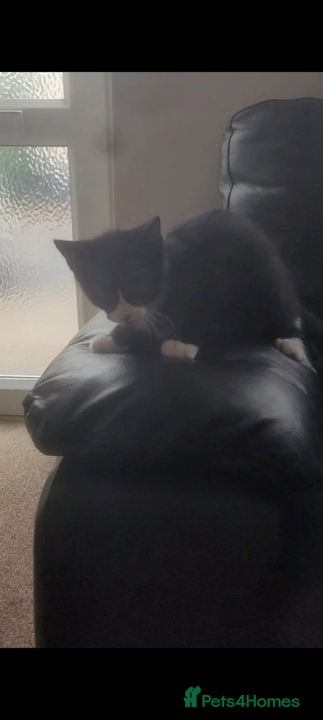 Bengal cats for sale: Tuxedo male kitten for sale - Advert 2
