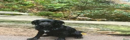Cocker Spaniel dogs for sale: Unfortunately re homing due to health condition - Advert 6