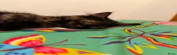 Mixed Breed cats for sale: Friendly Fluffy Tortoiseshell Girl - Advert 3
