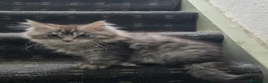 Maine Coon 1