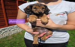 Dachshund dogs for sale: Red long-haired standard dachshund puppies - Image 17