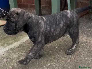 Boerboel dogs Boerboel puppies - Advert 16