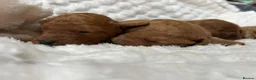 Labradoodle dogs for sale: F1b labradoodle farm raised health tested parent  - Advert 4