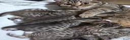 Mixed Breed cats for sale: British Shorthair mix kittens  - Advert 4