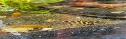 Plecos fish for sale: L333 Goldlines 1” Pleco - Advert 2
