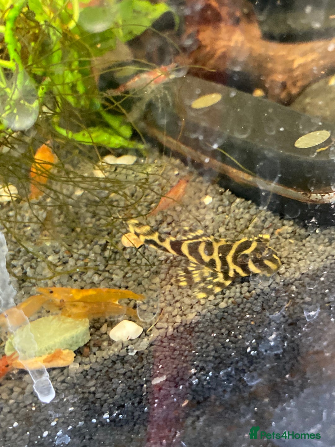 Plecos fish for sale: L333 Goldlines 1” Pleco - Advert 2