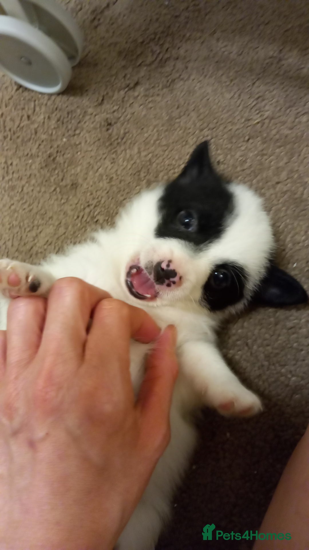 Mixed Breed dogs for sale: Jack Russell Pups in Braintree - Image 7
