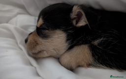 Mixed Breed dogs for sale: Jack Russell cross - Advert 6