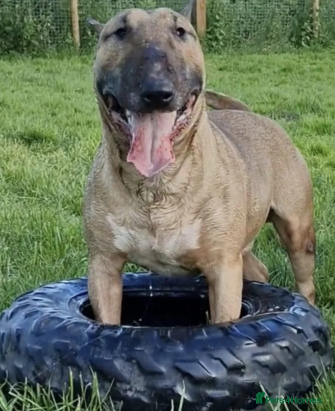 English Bull Terrier dogs for sale: Top Quality KC registered health checked - Advert 19