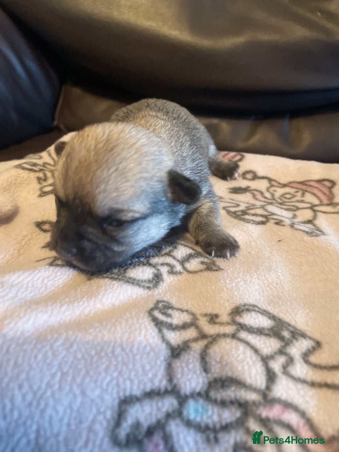 Chihuahua dogs for sale: Beautiful Teacup Chihuahua Puppies Available 16/12 - Image 4