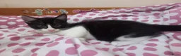 Mixed Breed cats for sale: Beautiful kittens for sale  - Advert 18