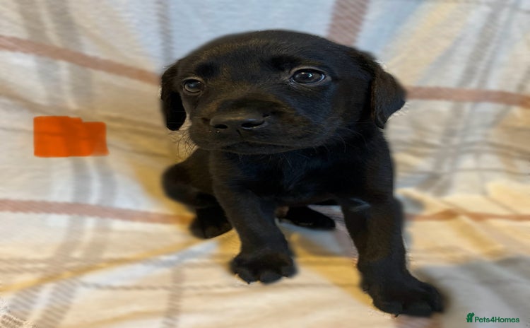 Labrador Retriever dogs - Advert 1