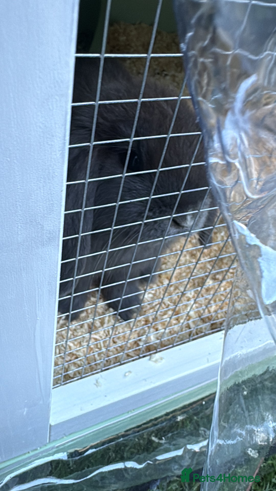 Mini Lop rabbits for sale: 2 mini lops  - Advert 4