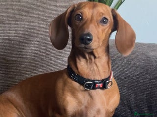 Dachshund dogs Frazzle - Advert 4